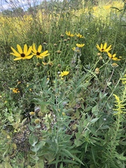 Coreopsis tripteris