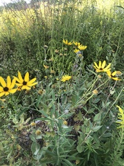 Coreopsis tripteris