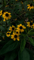 Rudbeckia triloba