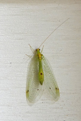 Leucochrysa insularis