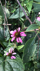 Echinacea purpurea