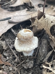 Entoloma abortivum
