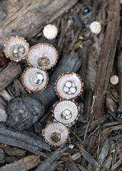 Cyathus striatus