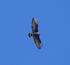 Buteo albonotatus