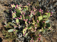 Opuntia littoralis