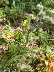 Cenchrus tribuloides