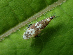 Scaphoideus titanus