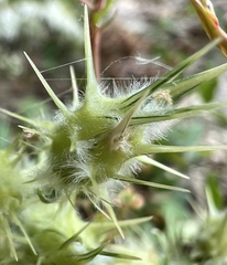 Cenchrus tribuloides