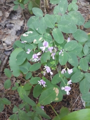 Lespedeza procumbens