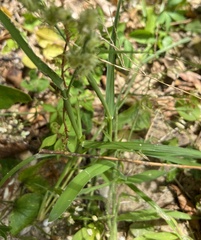 Cenchrus tribuloides