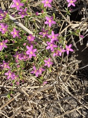 Zeltnera muehlenbergii