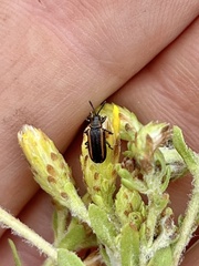 Microrhopala rubrolineata