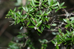 Acrotriche aggregata
