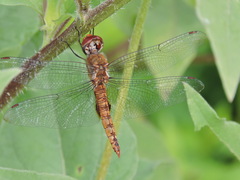 Pantala hymenaea