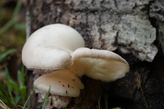 Pleurotus
