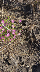 Zeltnera muehlenbergii