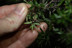 Acrotriche aggregata