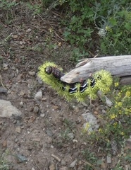Automeris zephyria