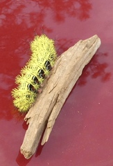 Automeris zephyria