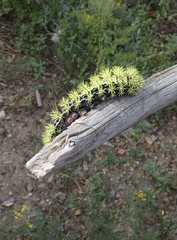 Automeris zephyria