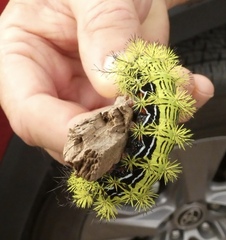 Automeris zephyria