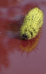 Automeris zephyria