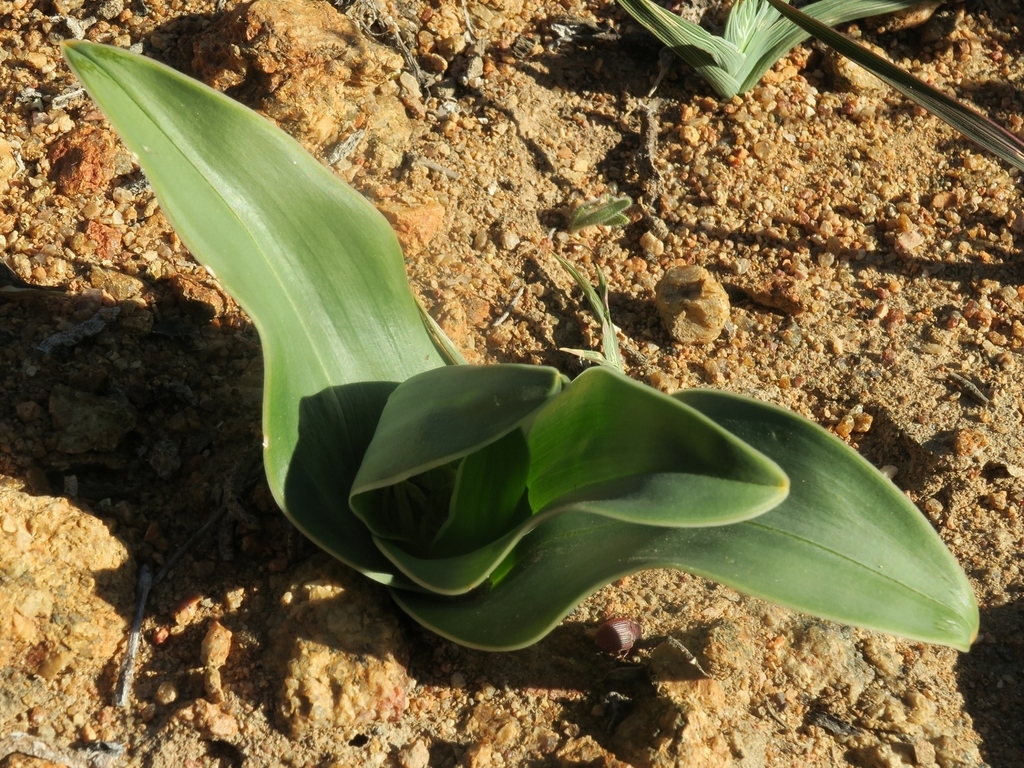 Colchicum albomarginatum, Farm Brakputs, Namakwa, South Africa