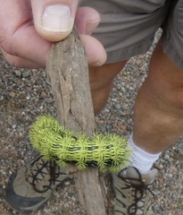 Automeris zephyria