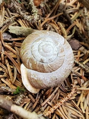 Neohelix albolabris