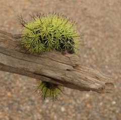 Automeris zephyria