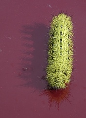 Automeris zephyria