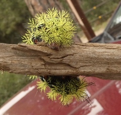 Automeris zephyria