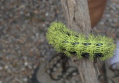 Automeris zephyria