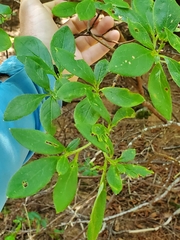 Rhododendron pilosum