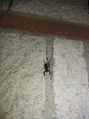 Euscorpius flavicaudis