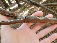 Rhododendron pilosum
