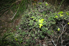 Acrotriche aggregata