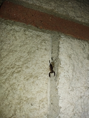 Euscorpius flavicaudis