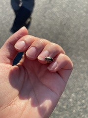 Calligrapha multipunctata