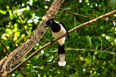 Cyanocorax cyanopogon