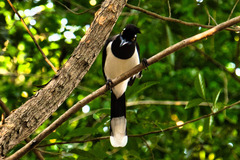 Cyanocorax cyanopogon