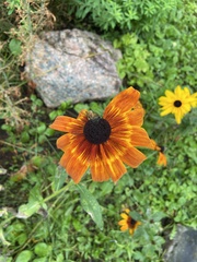 Rudbeckia
