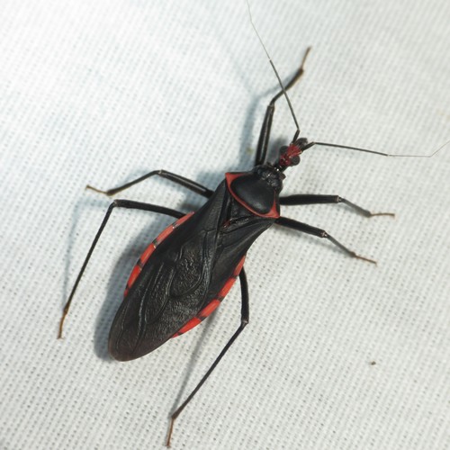 Pseudozelurus arizonicus · iNaturalist