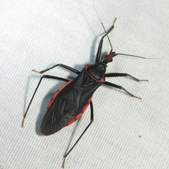 Pseudozelurus arizonicus