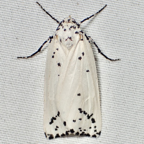 Eucaterva variaria photo 4