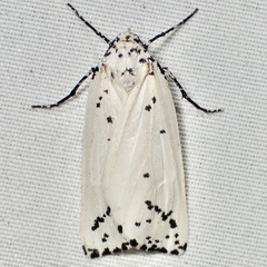 Eucaterva variaria