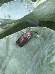 Eichlinia cucurbitae