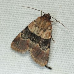 Properigea continens