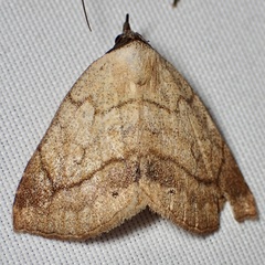 Isogona punctipennis