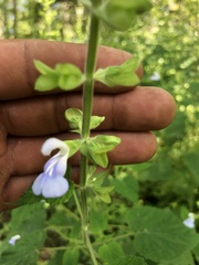 Salvia herbacea